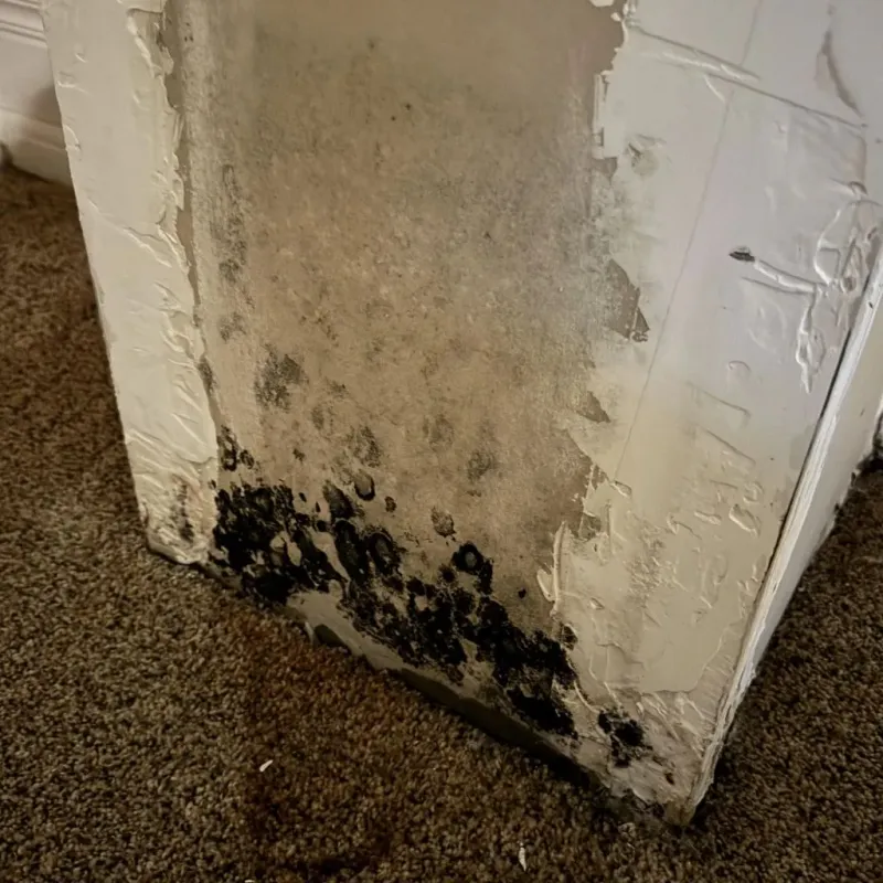Professional Mold Removal in Trumbull, CT